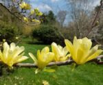 magnolia brooklynensis elizabeth innesto 1