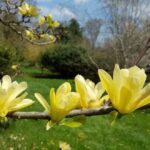 magnolia brooklynensis elizabeth innesto 1