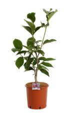 magnolia cleopatra innesto 1