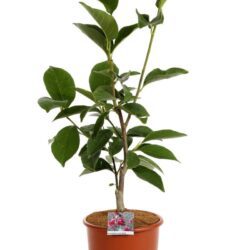 magnolia cleopatra innesto 1
