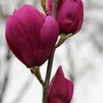 magnolia cleopatra innesto 2