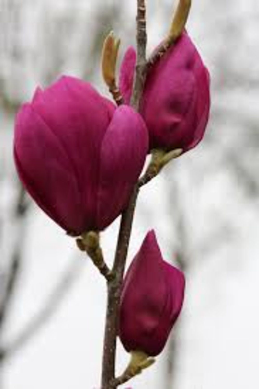magnolia cleopatra innesto 2 magnolia cleopatra innesto 2