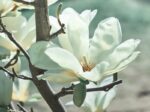 magnolia elisa odenwald innesto 1