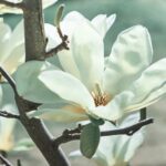 magnolia elisa odenwald innesto 1