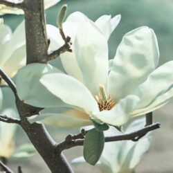 magnolia elisa odenwald innesto 1