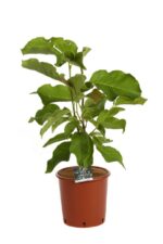 magnolia elisa odenwald innesto