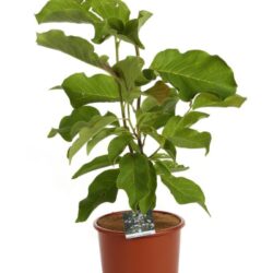 magnolia elisa odenwald innesto
