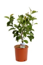 magnolia genie innesto 1