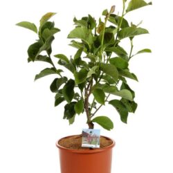 magnolia genie innesto 1