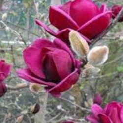 magnolia genie innesto 2