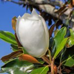 magnolia grandiflora alta 1