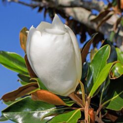 magnolia grandiflora alta 1