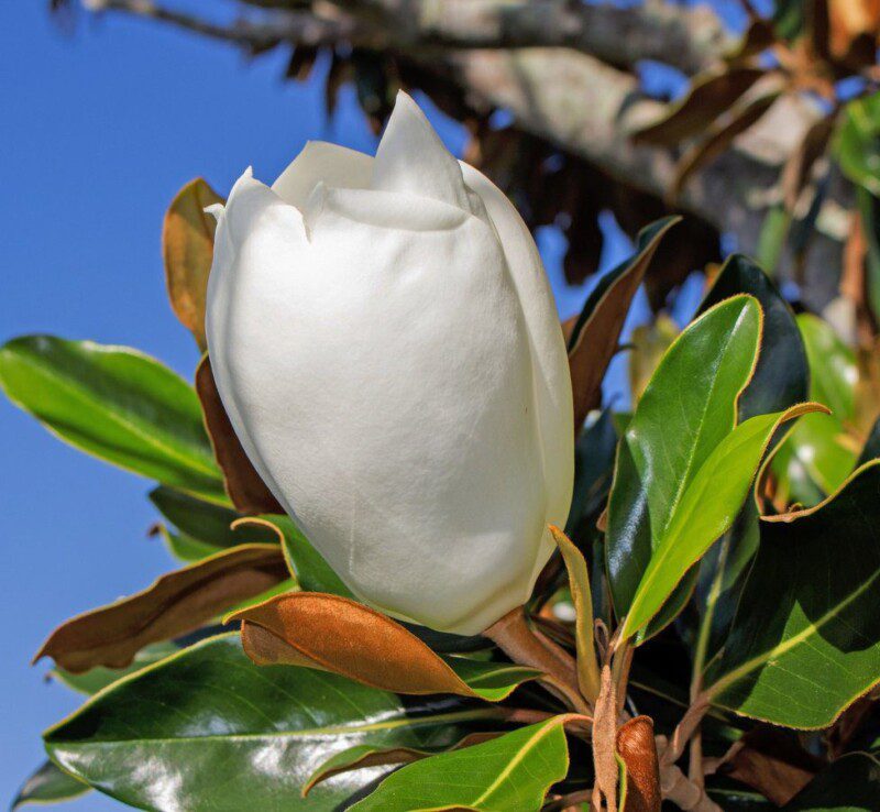 magnolia grandiflora alta 1 magnolia grandiflora alta 1