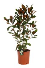 magnolia grandiflora alta