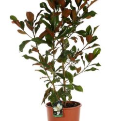 magnolia grandiflora alta