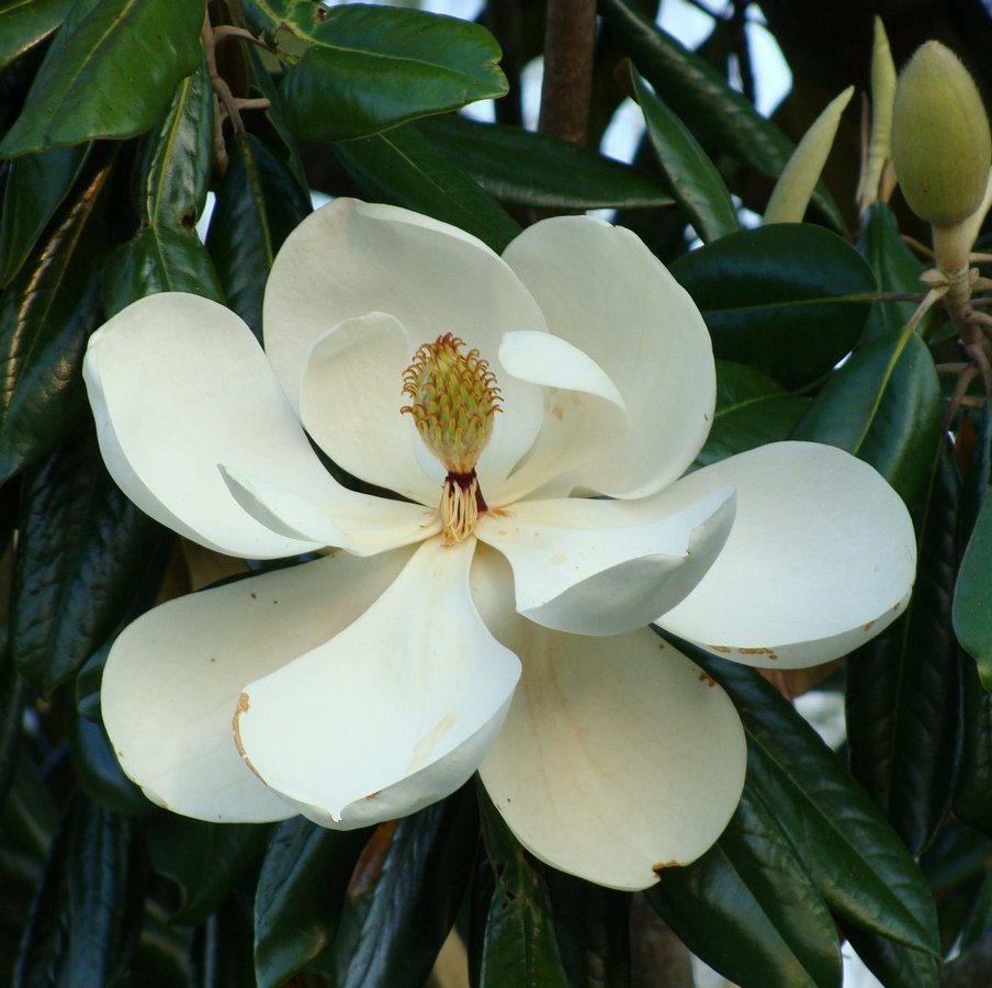 magnolia grandiflora little gem 1 magnolia grandiflora little gem 1