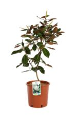 magnolia grandiflora little gem
