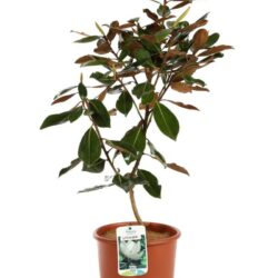 magnolia grandiflora little gem