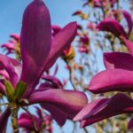 magnolia liliiflora susan 1