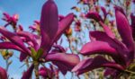 magnolia liliiflora susan 1