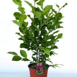 magnolia liliiflora susan