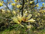 magnolia limelight innesto 1
