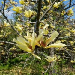 magnolia limelight innesto 1