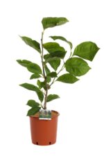 magnolia limelight innesto