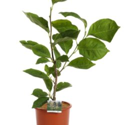magnolia limelight innesto