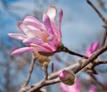magnolia loebneri leonard messel 1