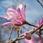 magnolia loebneri leonard messel 1