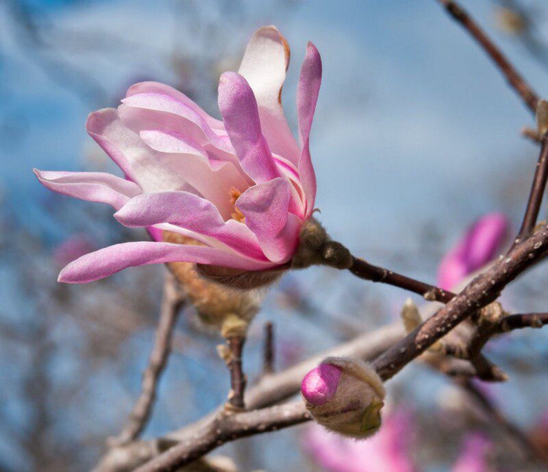 magnolia loebneri leonard messel 1 magnolia loebneri leonard messel 1