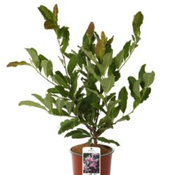 magnolia loebneri leonard messel