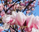 magnolia soulangeana 1