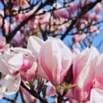 magnolia soulangeana 1