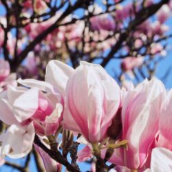 magnolia soulangeana 1