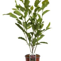 magnolia soulangeana