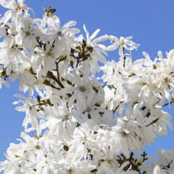 magnolia stellata royal star 1