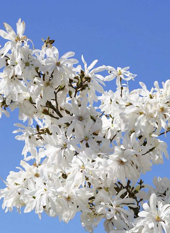 magnolia stellata royal star 1 magnolia stellata royal star 1
