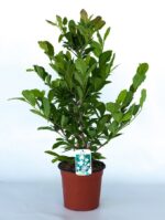 magnolia stellata royal star