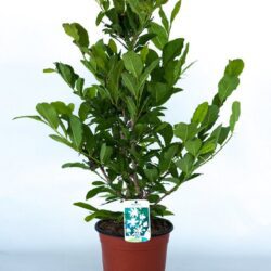 magnolia stellata royal star