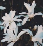 magnolia stellata sunrise innesto 2