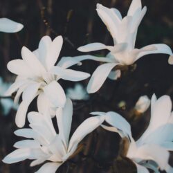 magnolia stellata sunrise innesto 2