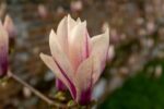 magnolia stellata sunrise innesto 5
