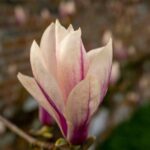 magnolia stellata sunrise innesto 5