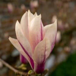 magnolia stellata sunrise innesto 5