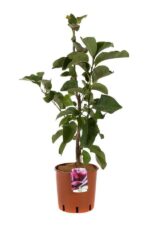 magnolia vulcan innesto 1