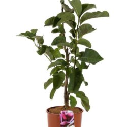 magnolia vulcan innesto 1