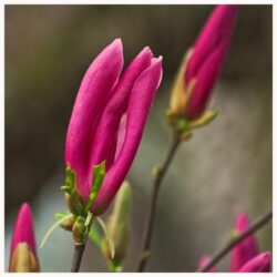 magnolia vulcan innesto