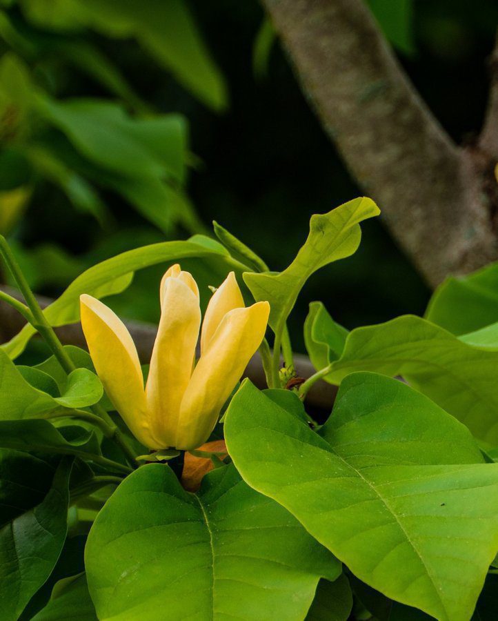 magnolia yellow joy innesto 1 magnolia yellow joy innesto 1
